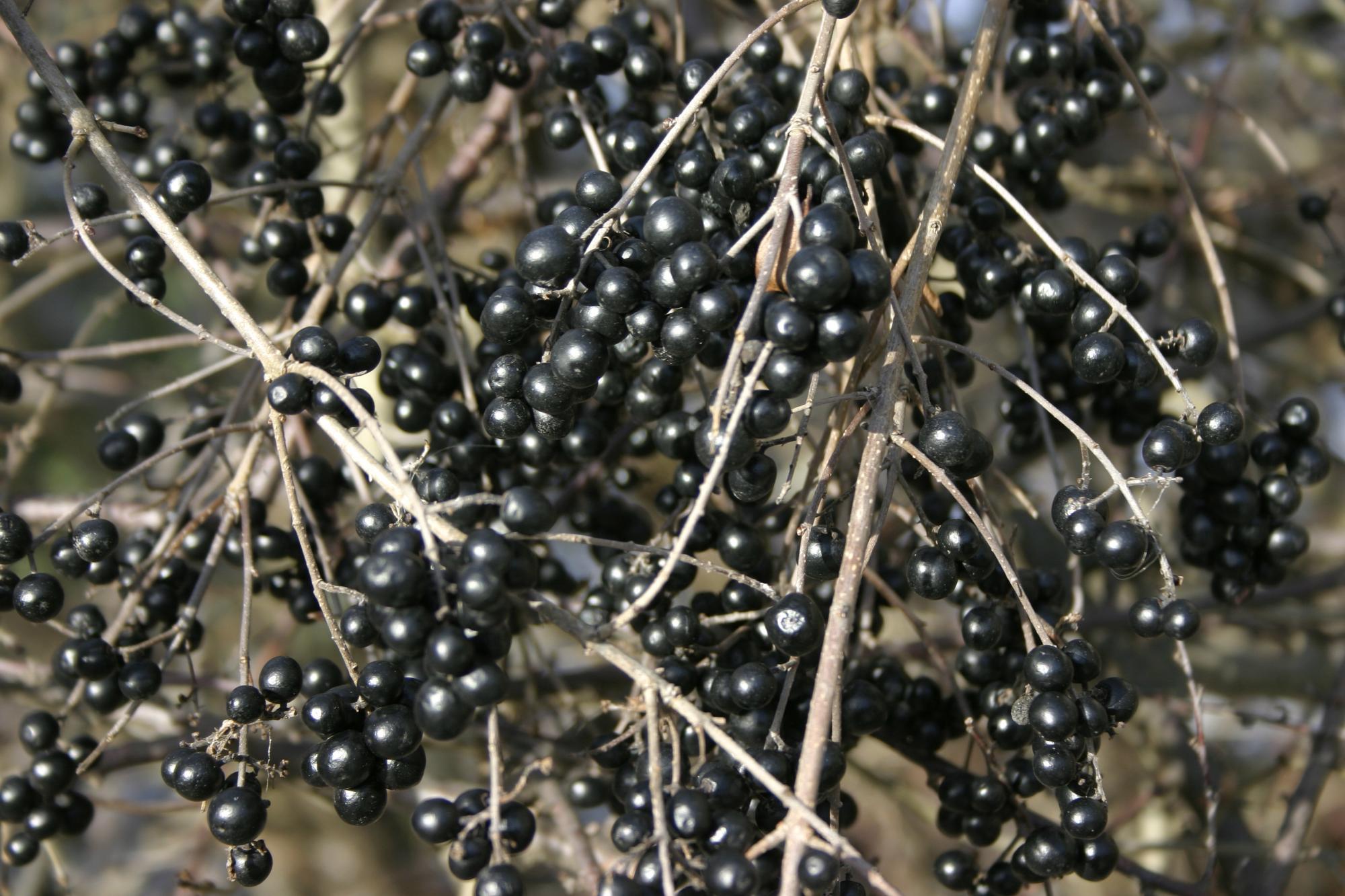 Ці ягоди небезпечні для здоров'я людини: ростуть не тільки у лісах